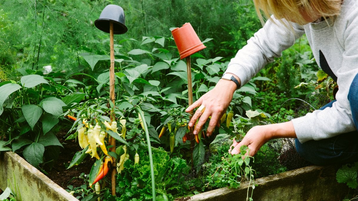 6 BASIC TIPS FOR ZERO WASTE GARDENING