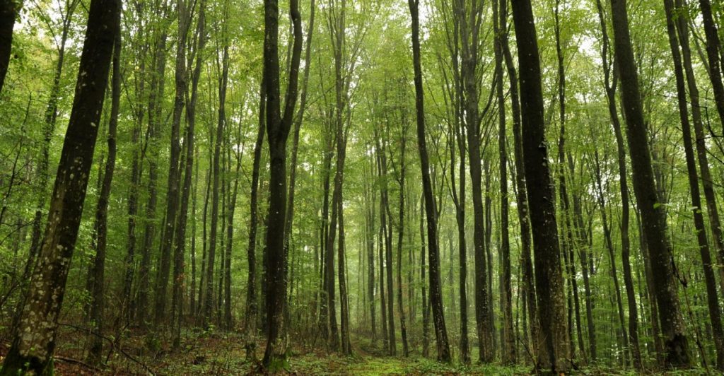 4-THINGS-ABOUT-SUSTAINABLE-FORESTRY1