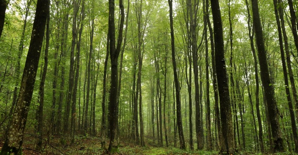 4-things-about-sustainable-forestry1