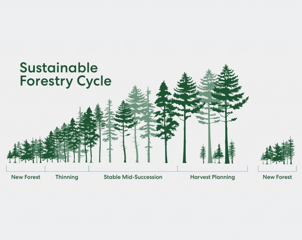 4-THINGS-ABOUT-SUSTAINABLE-FORESTRY3