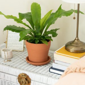 11-best-indoor-plants-keep-you-healthy