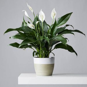 11-BEST-INDOOR-PLANTS-KEEP-YOU-HEALTHY