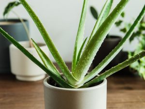 Zero Waste Initiative - zerowasteinitiative.com Top 9 Best Indoor Plants To Keep You & Your Family Healthy 2
