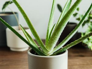 ZERO WASTE INITIATIVE - ZEROWASTEINITIATIVE.COM TOP 9 BEST INDOOR PLANTS TO KEEP YOU &AMP; YOUR FAMILY HEALTHY 1