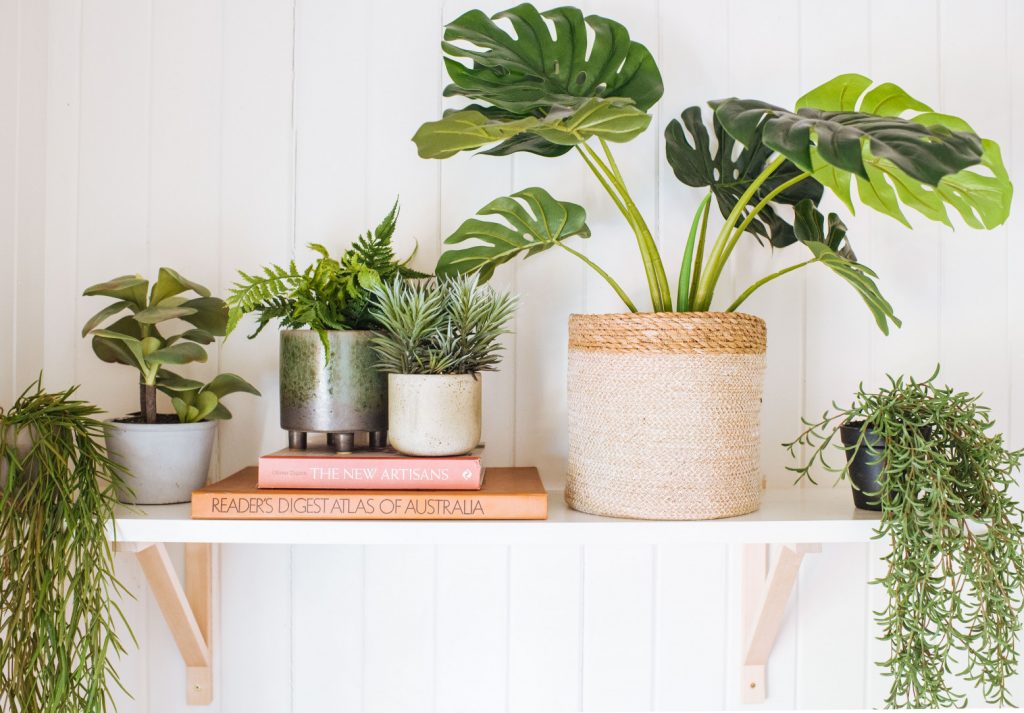 11-BEST-INDOOR-PLANTS-KEEP-YOU-HEALTHY