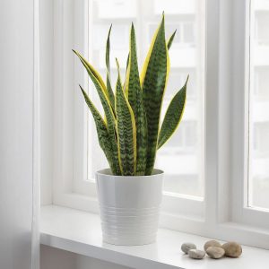 11-BEST-INDOOR-PLANTS-KEEP-YOU-HEALTHY