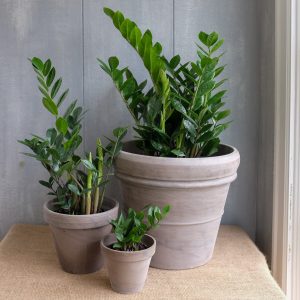 11-best-indoor-plants-keep-you-healthy