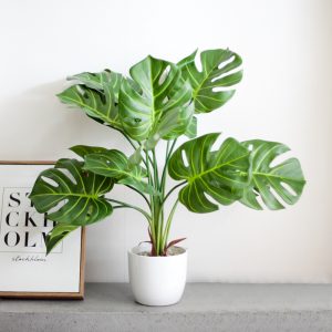 11-best-indoor-plants-keep-you-healthy