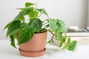11-best-indoor-plants-keep-you-healthy