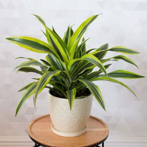 11-best-indoor-plants-keep-you-healthy