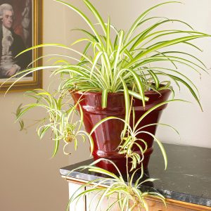 11-best-indoor-plants-keep-you-healthy